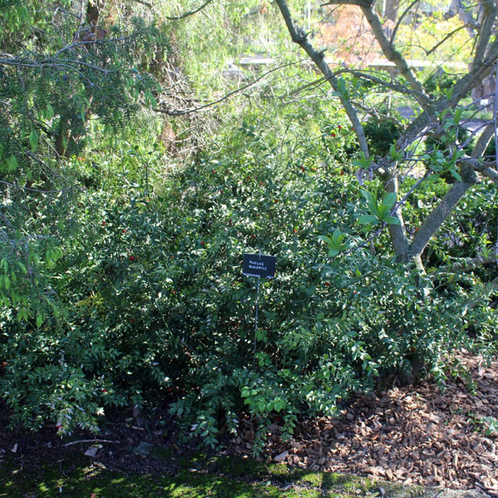 Pikkuruskus - Ruscus aculeatus