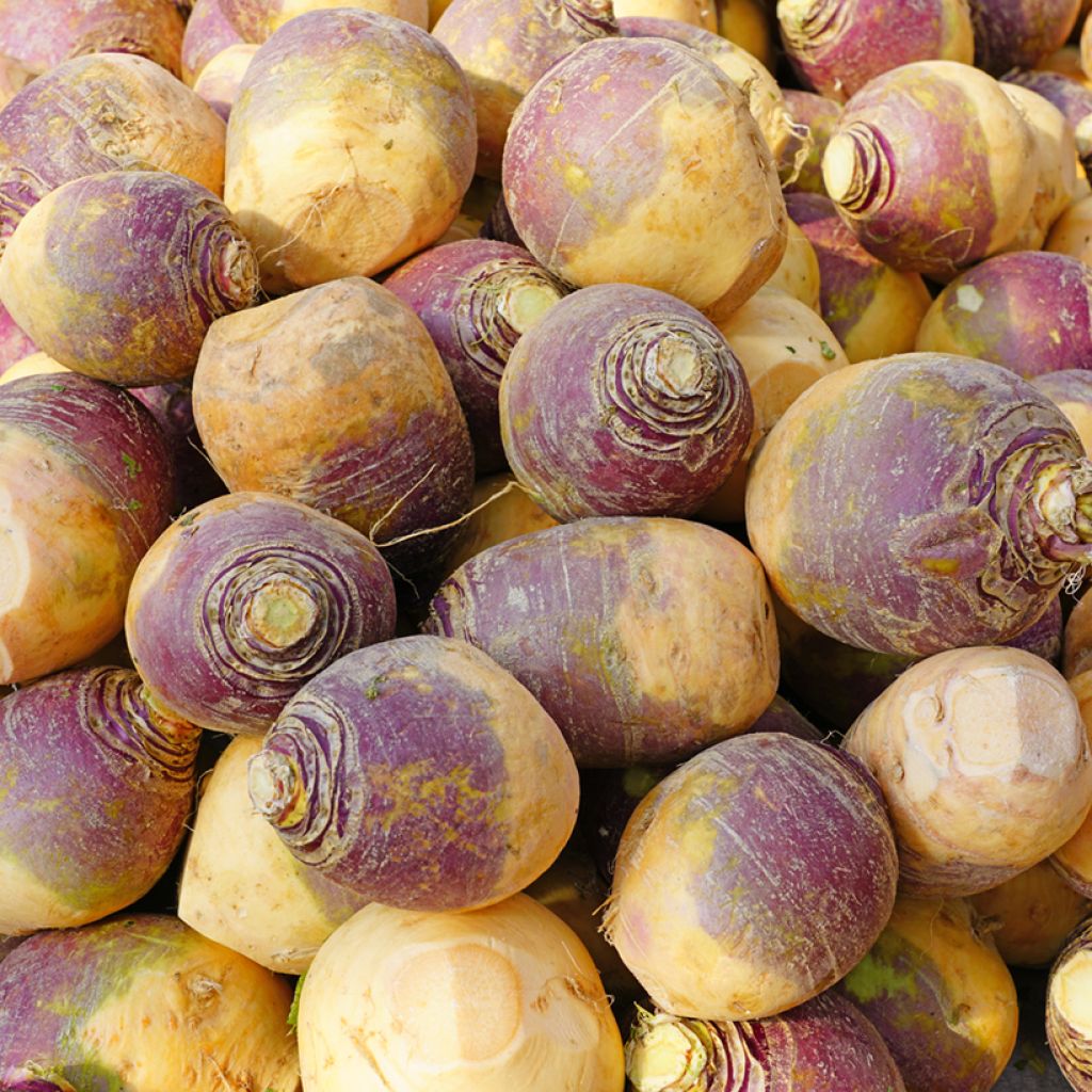 Lanttu Brora