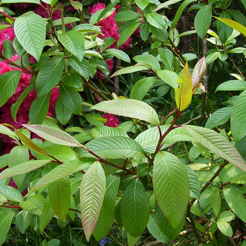Paju - Salix moupinensis