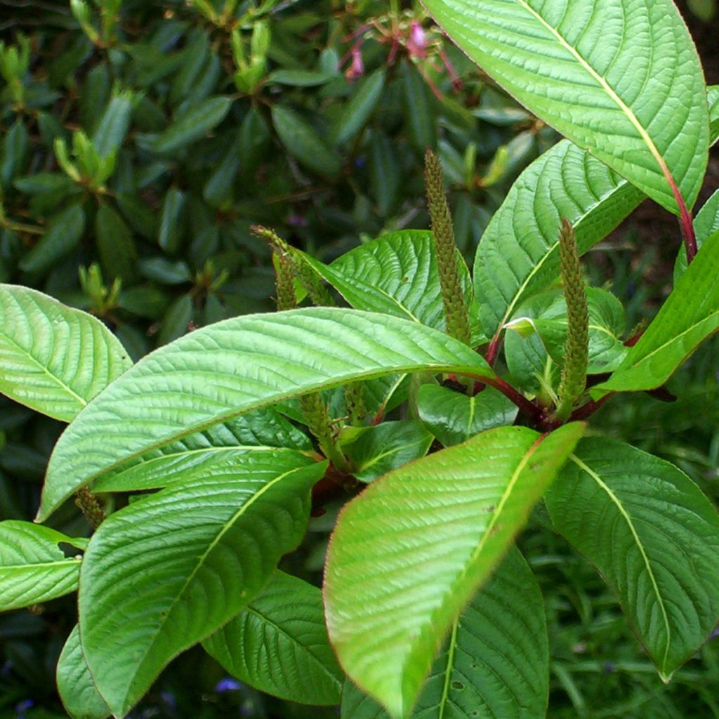 Paju - Salix moupinensis