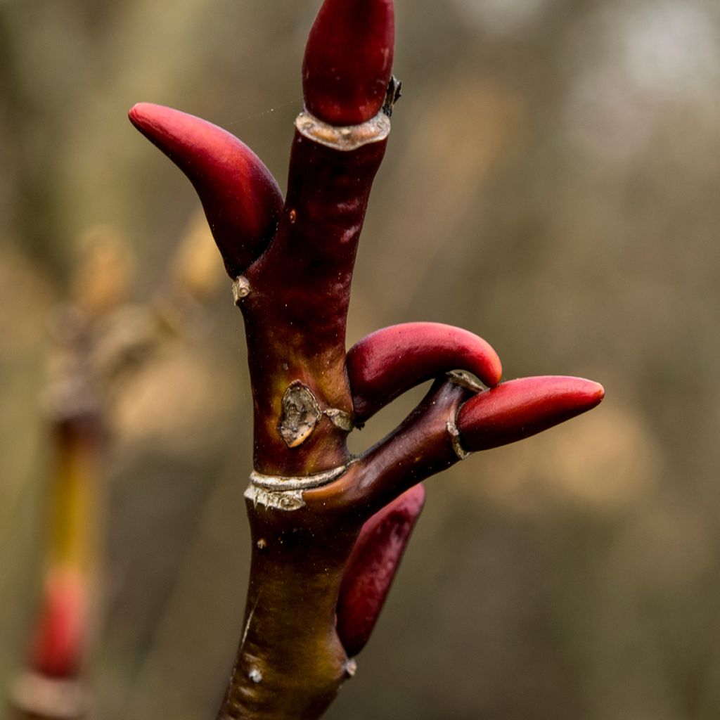 Paju - Salix moupinensis