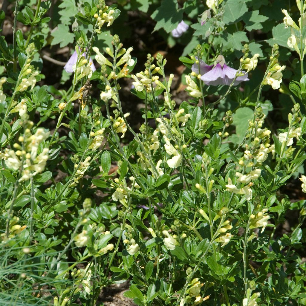 Syyssalvia Sungold (Devon Cream)