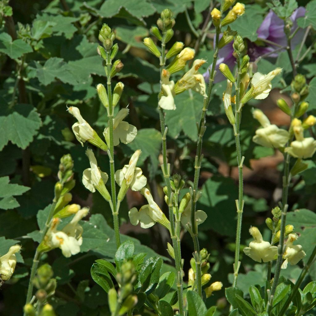 Syyssalvia Sungold (Devon Cream)