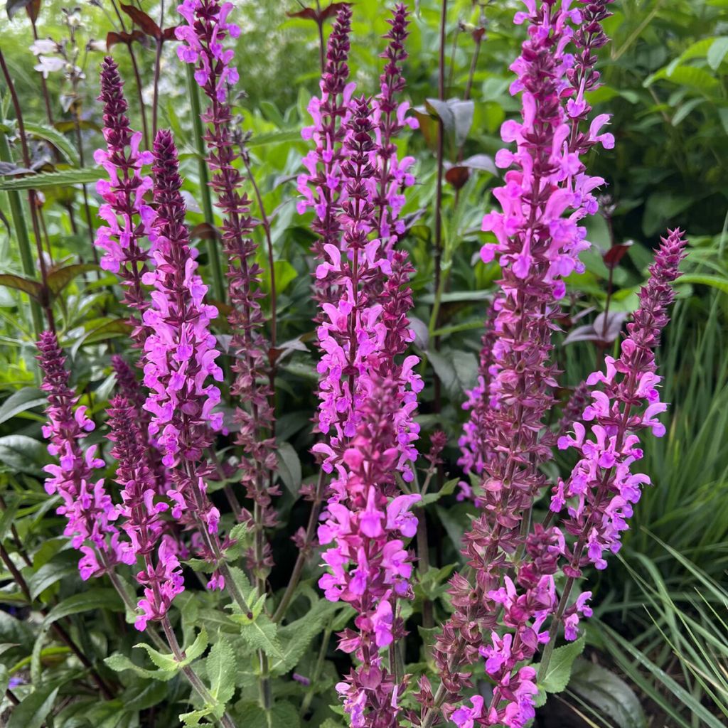 Loistosalvia Katsjing