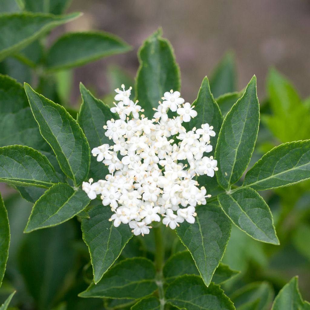Mustaselja var. albida