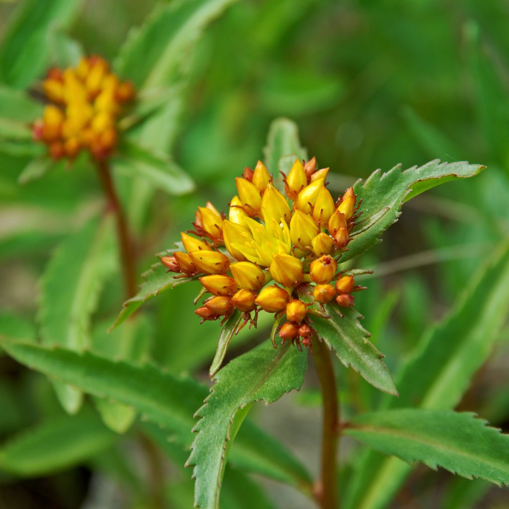 Siperianmaksaruoho - Sedum aizoon