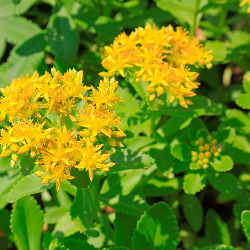 Siperianmaksaruoho - Sedum aizoon
