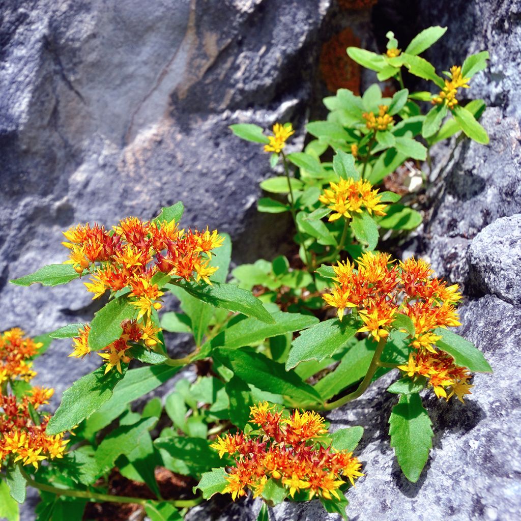 Siperianmaksaruoho - Sedum aizoon