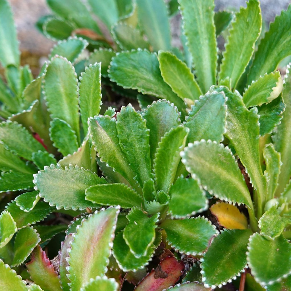 Siperianmaksaruoho - Sedum aizoon