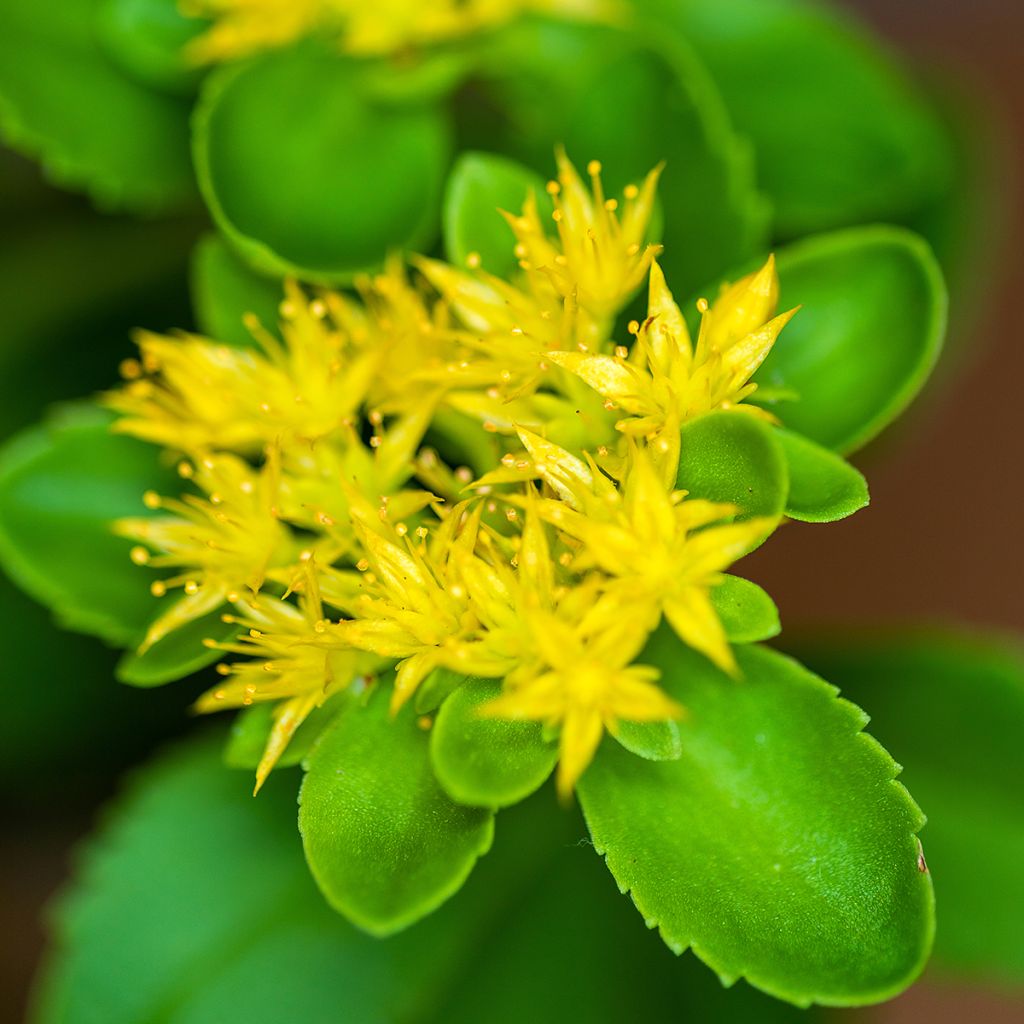 Siperianmaksaruoho - Sedum aizoon