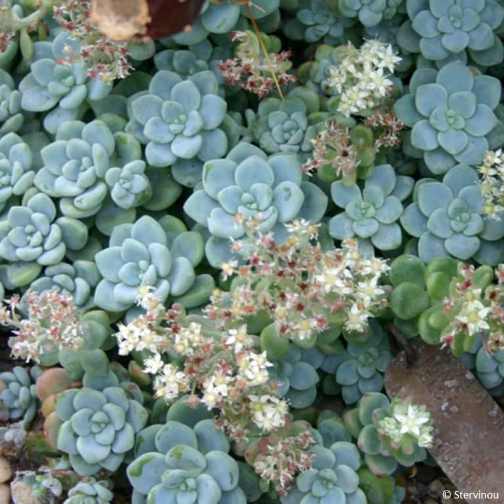 Syysmaksaruoho - Sedum clavatum