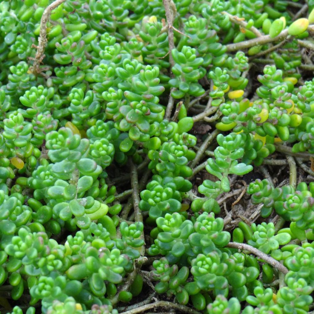 Helmimaksaruoho - Sedum divergens