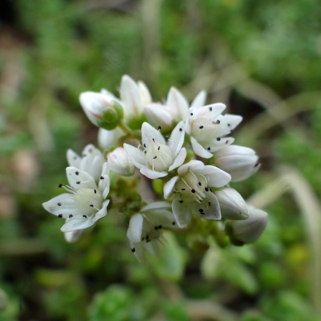 Helmimaksaruoho - Sedum divergens