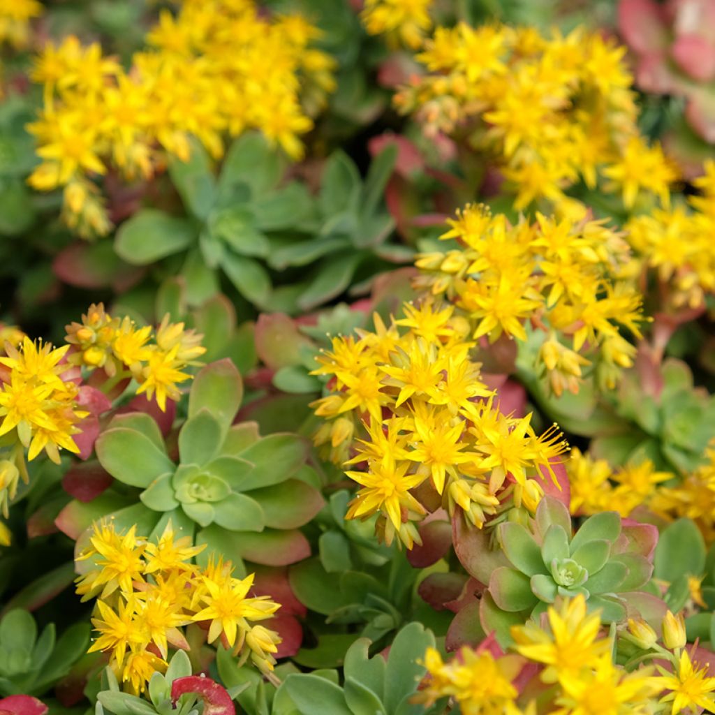 Syysmaksaruoho - Sedum palmeri