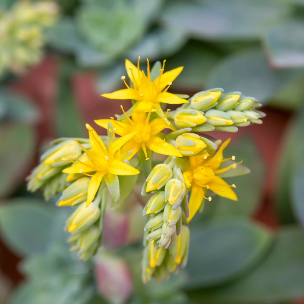 Syysmaksaruoho - Sedum palmeri