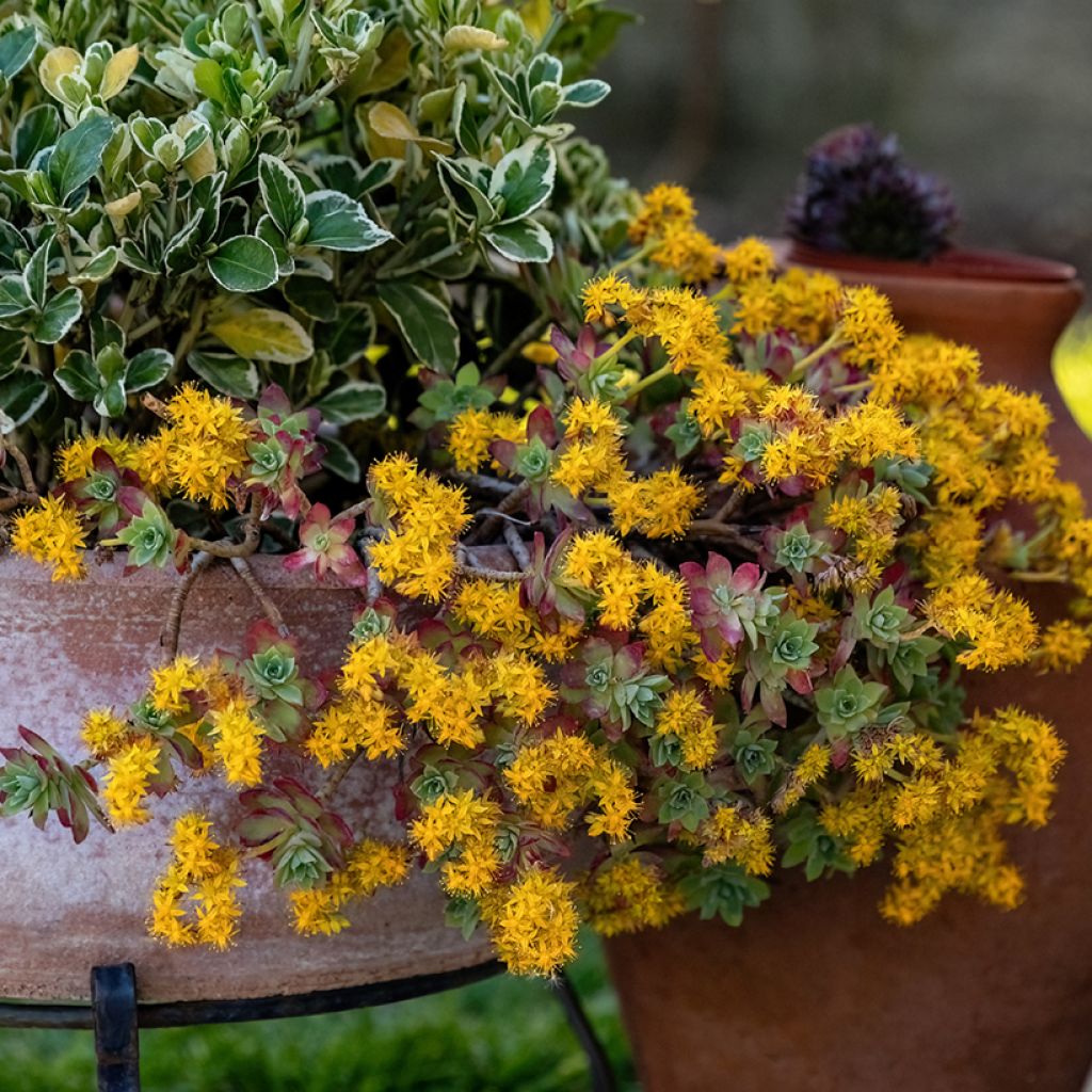 Syysmaksaruoho - Sedum palmeri