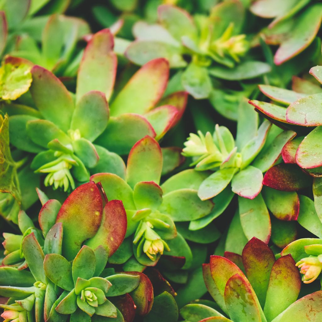 Syysmaksaruoho - Sedum palmeri