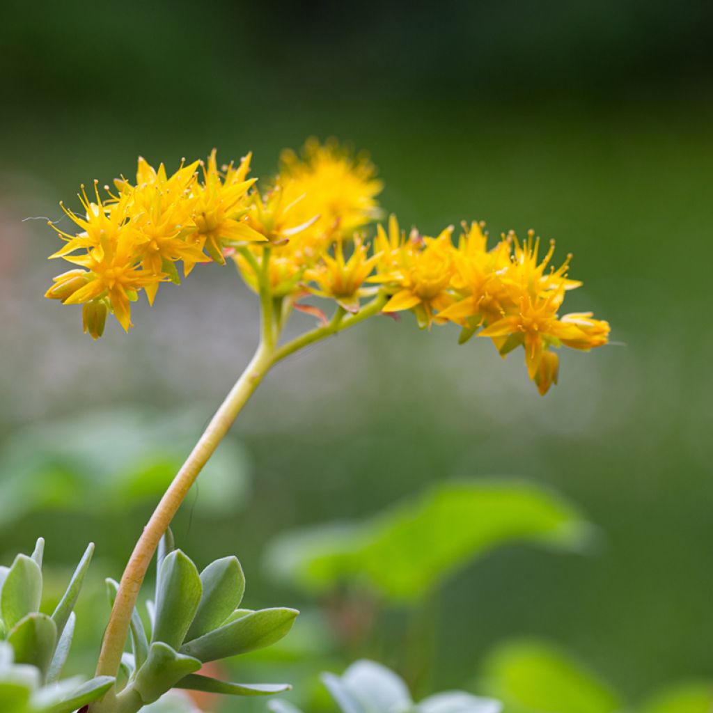 Syysmaksaruoho - Sedum palmeri
