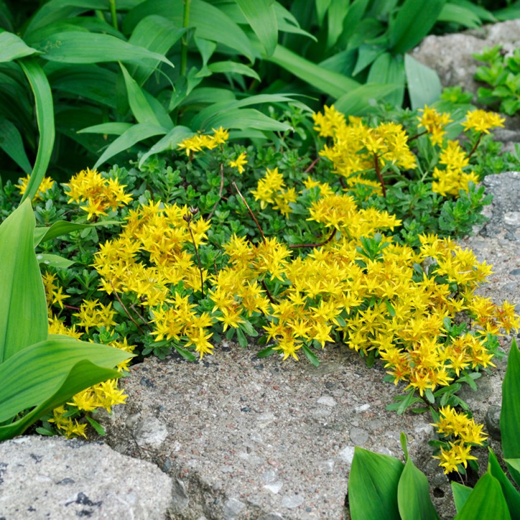 Syysmaksaruoho - Sedum palmeri
