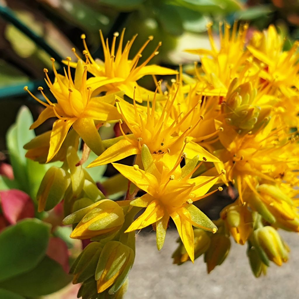 Syysmaksaruoho - Sedum palmeri