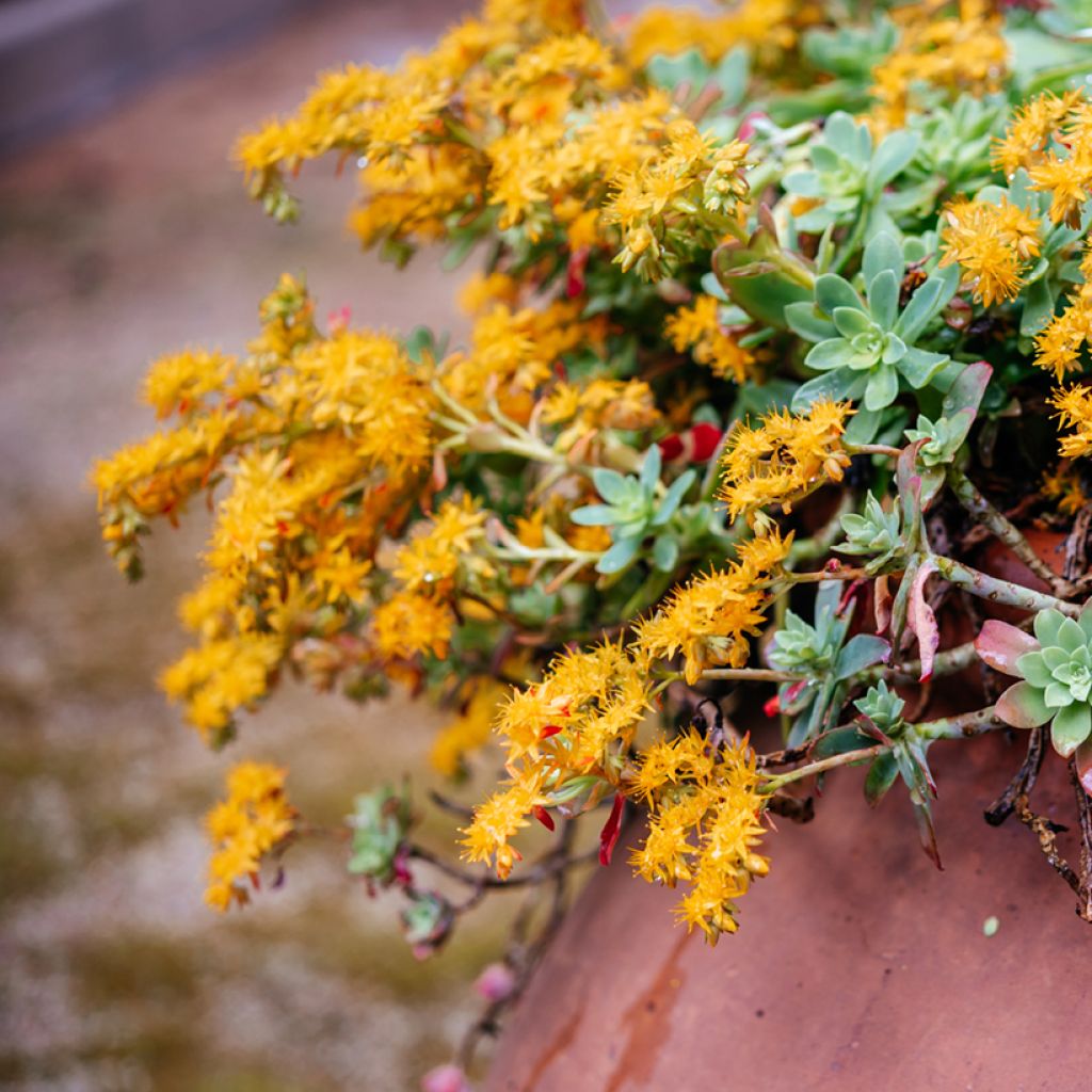 Syysmaksaruoho - Sedum palmeri