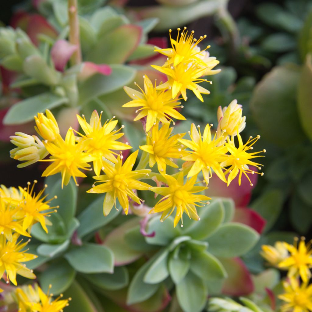 Syysmaksaruoho - Sedum palmeri