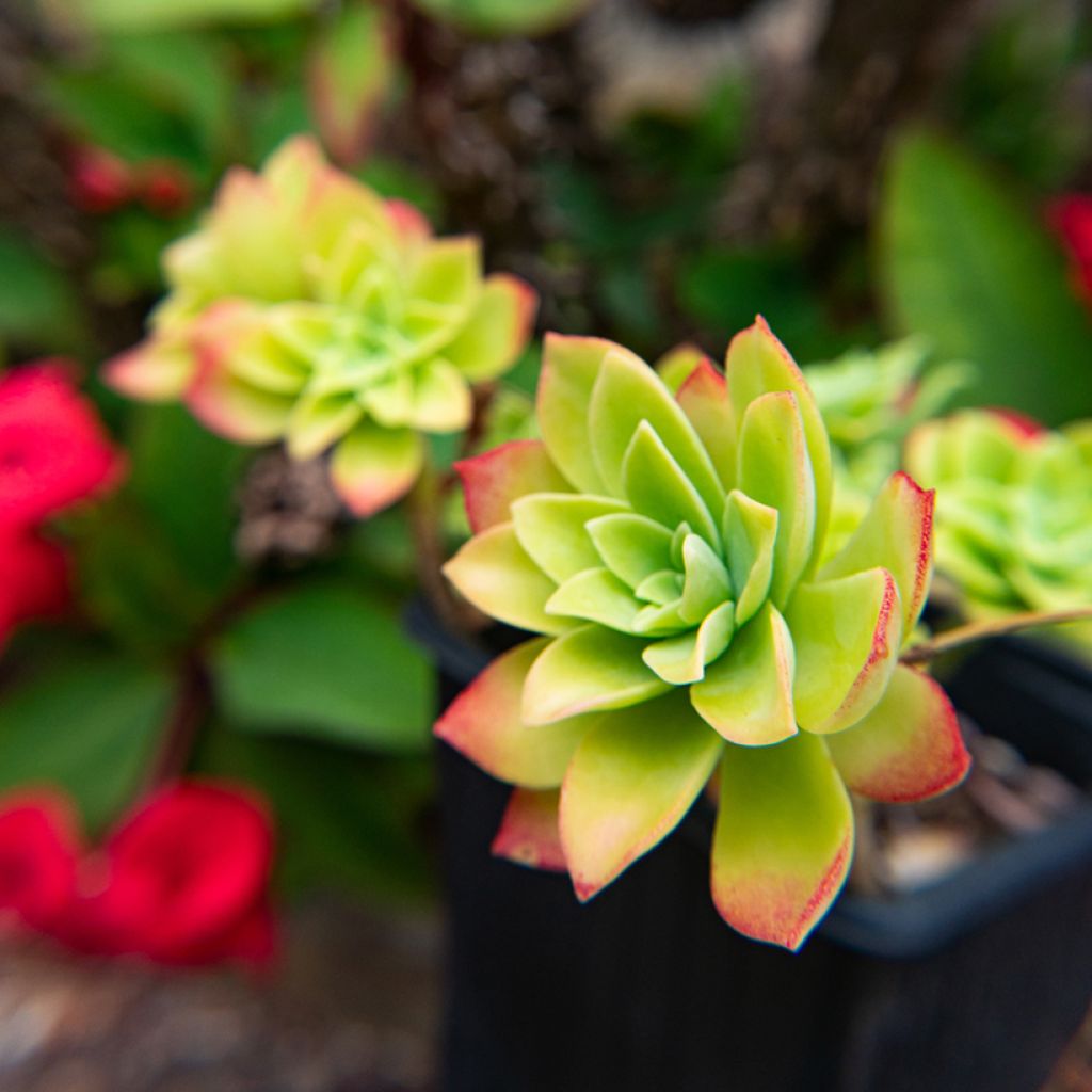 Syysmaksaruoho - Sedum palmeri