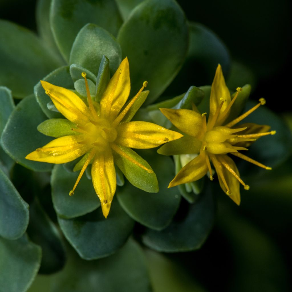 Syysmaksaruoho - Sedum palmeri