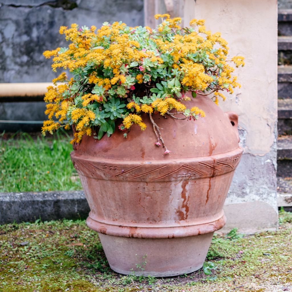 Syysmaksaruoho - Sedum palmeri