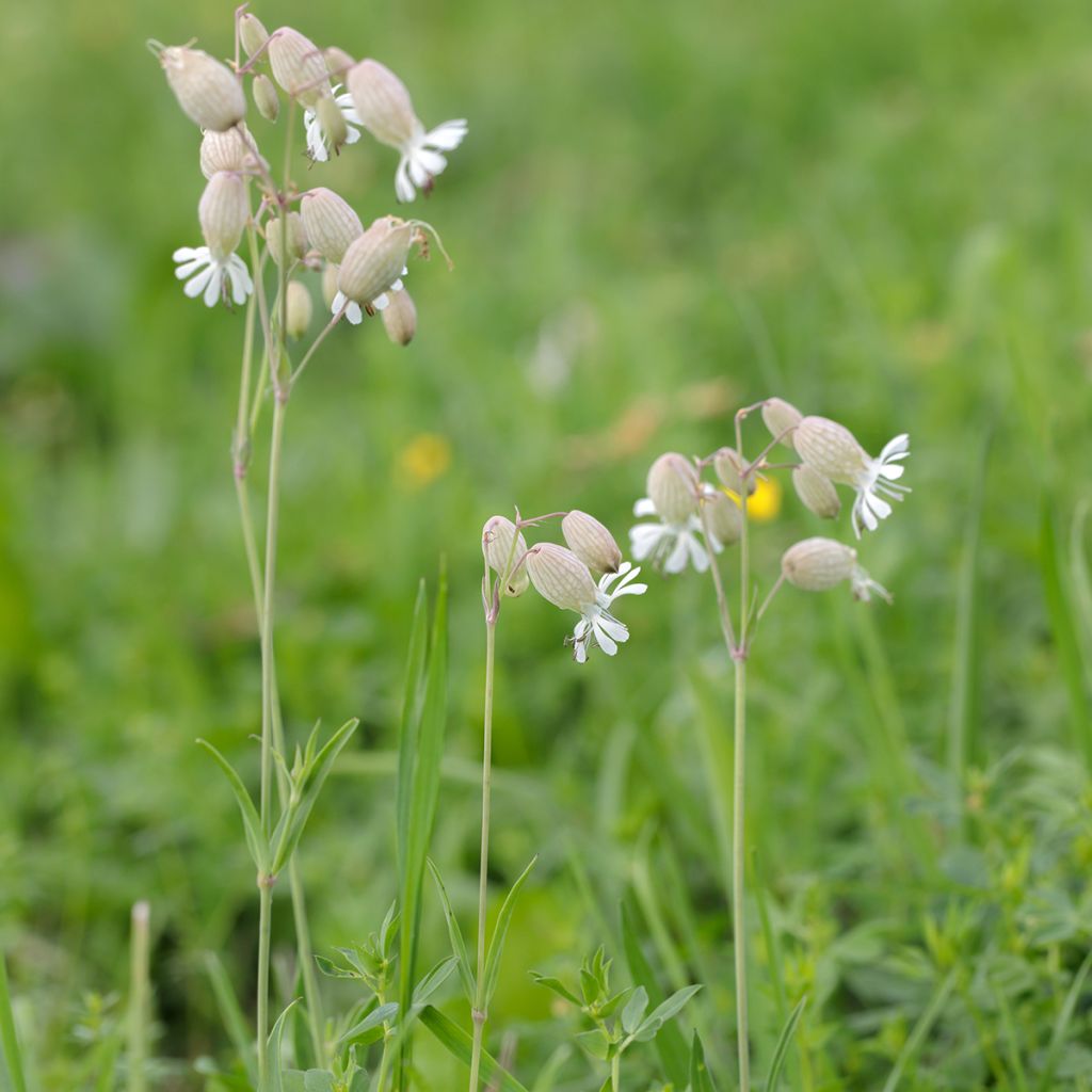 Nurmikohokki - Silene vulgaris