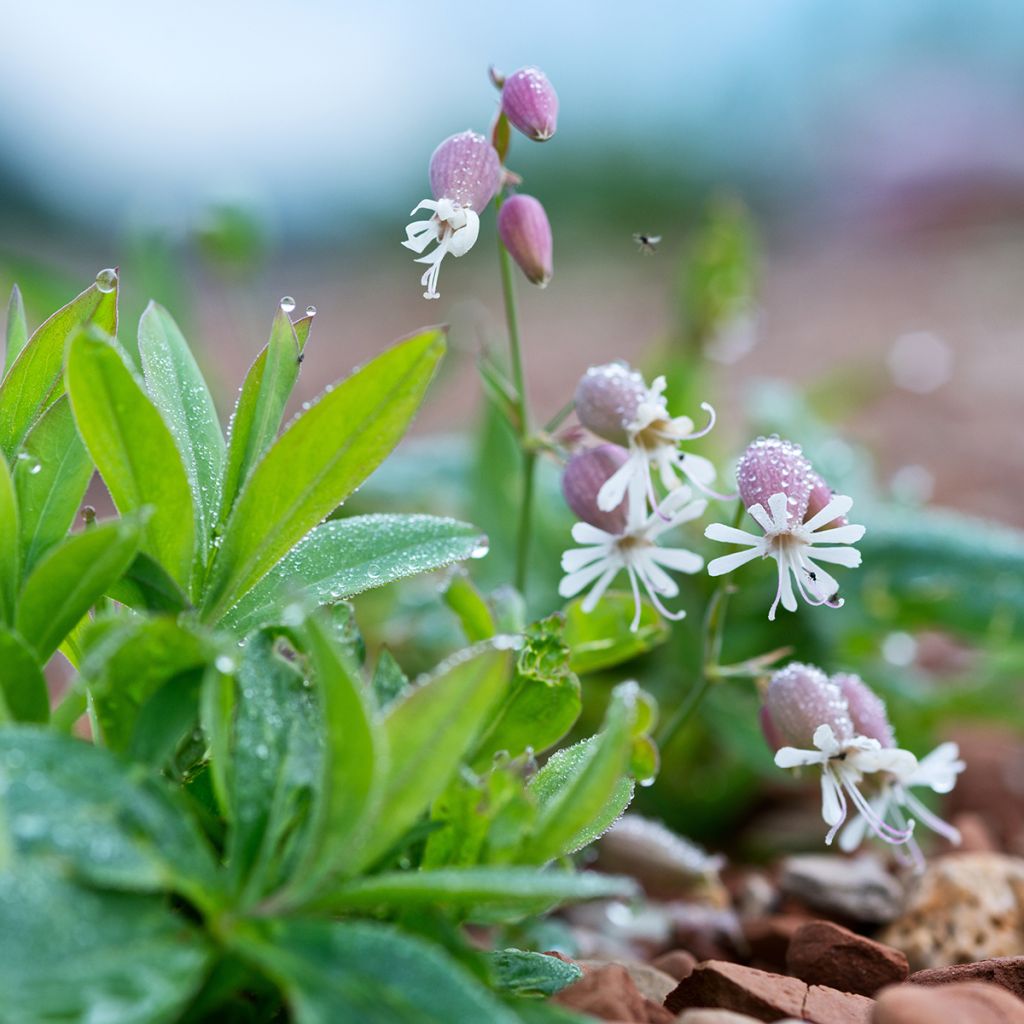 Nurmikohokki - Silene vulgaris