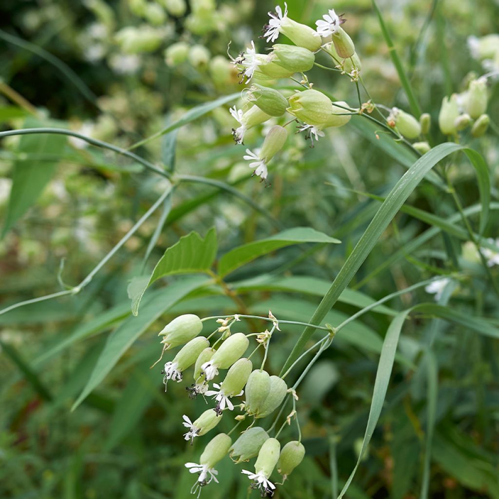 Nurmikohokki - Silene vulgaris