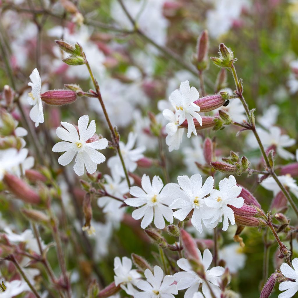 Nurmikohokki - Silene vulgaris