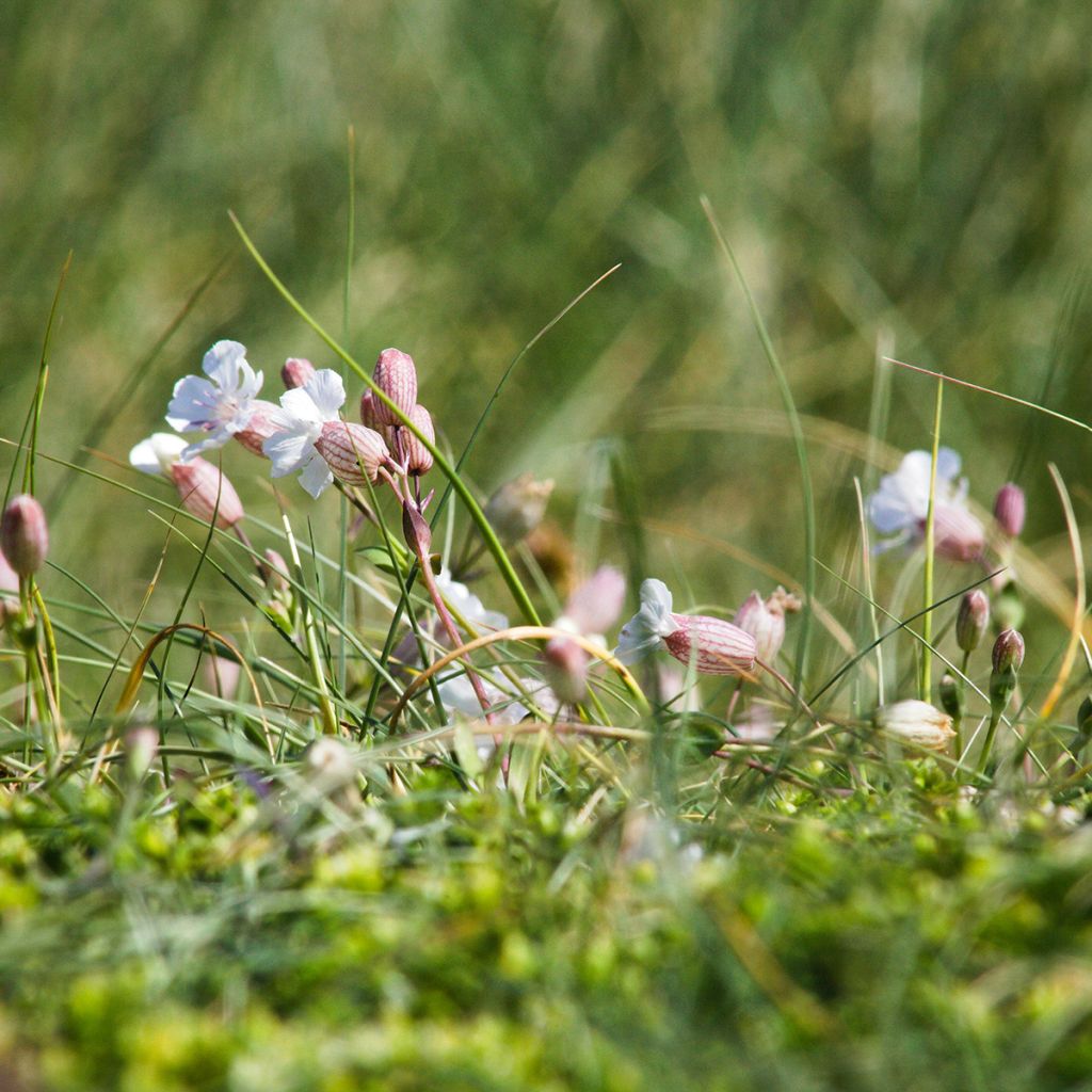 Nurmikohokki - Silene vulgaris
