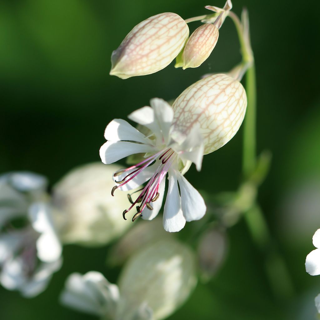 Nurmikohokki - Silene vulgaris