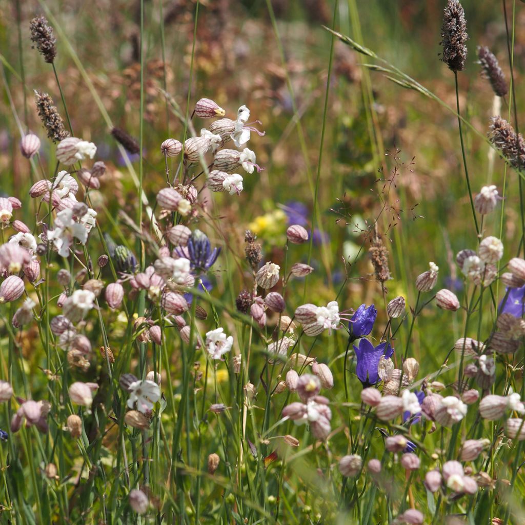 Nurmikohokki - Silene vulgaris