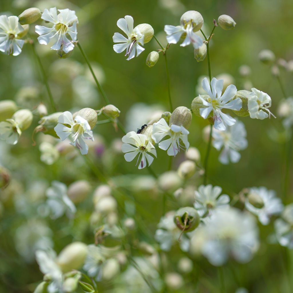 Nurmikohokki - Silene vulgaris