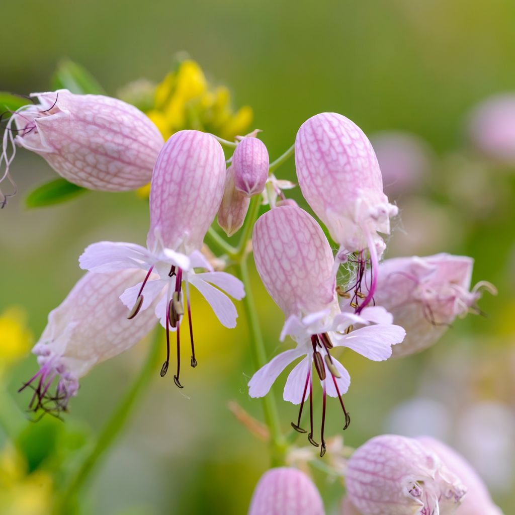 Nurmikohokki - Silene vulgaris