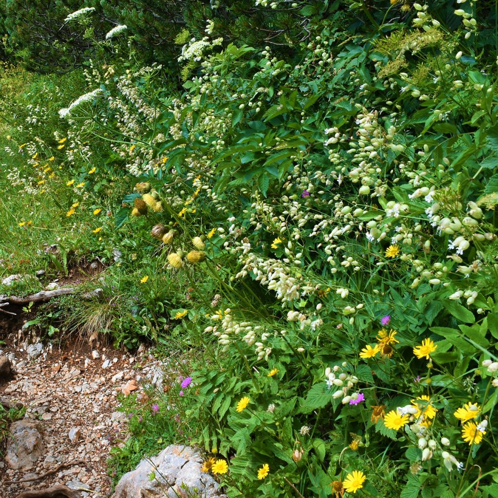 Nurmikohokki - Silene vulgaris
