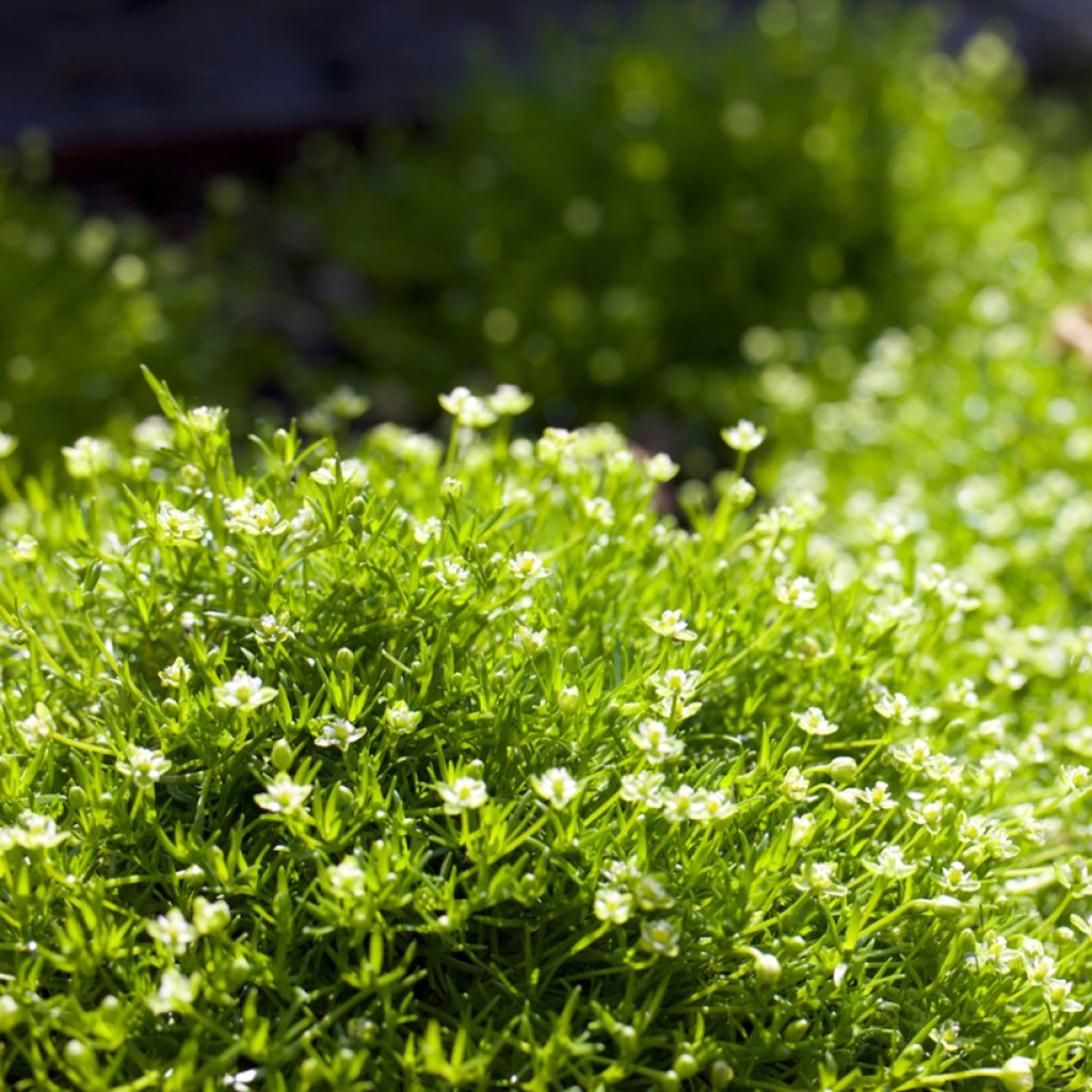 Polkuhaarikko Green Moss
