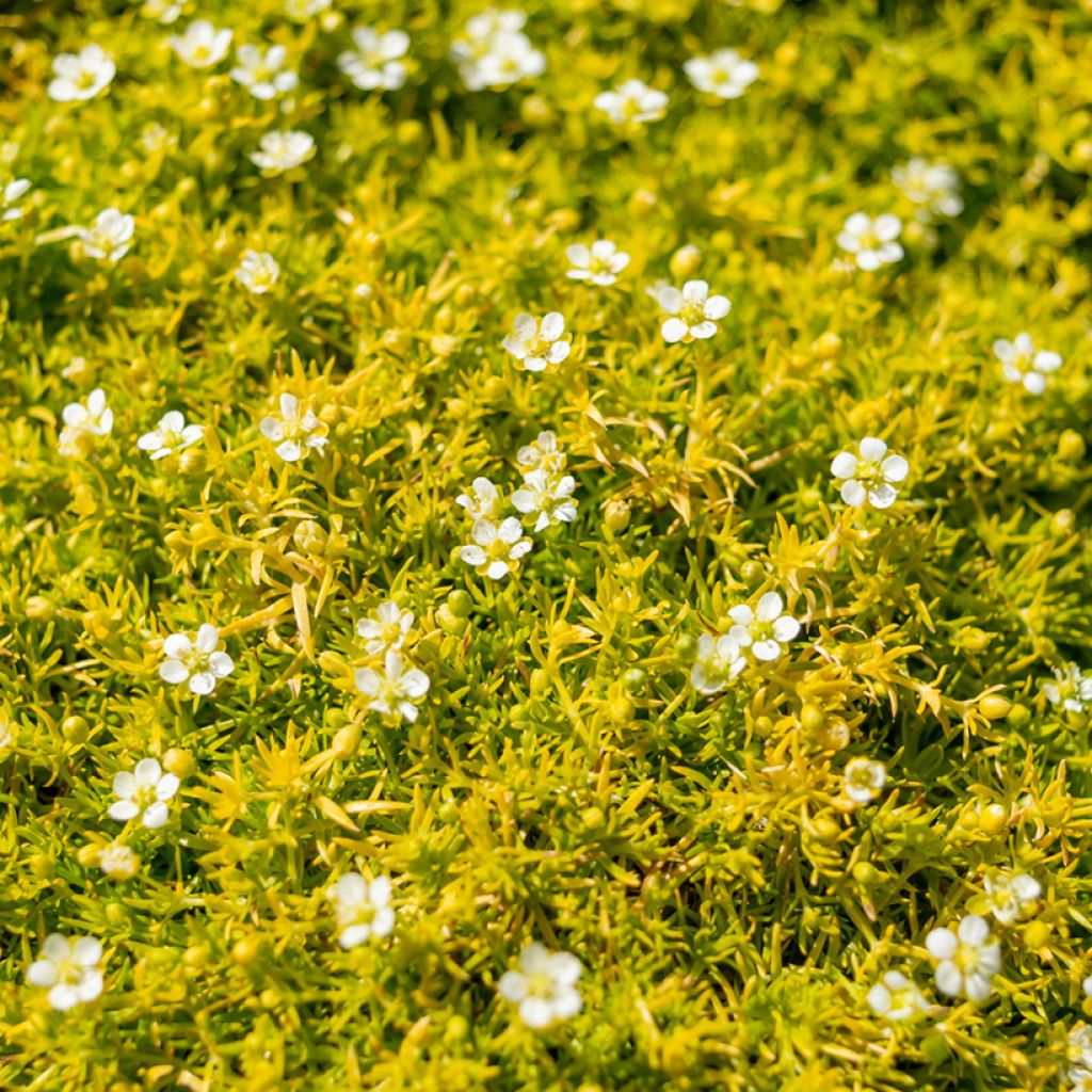 Polkuhaarikko Lime Moss
