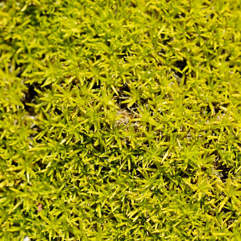 Polkuhaarikko Aurea