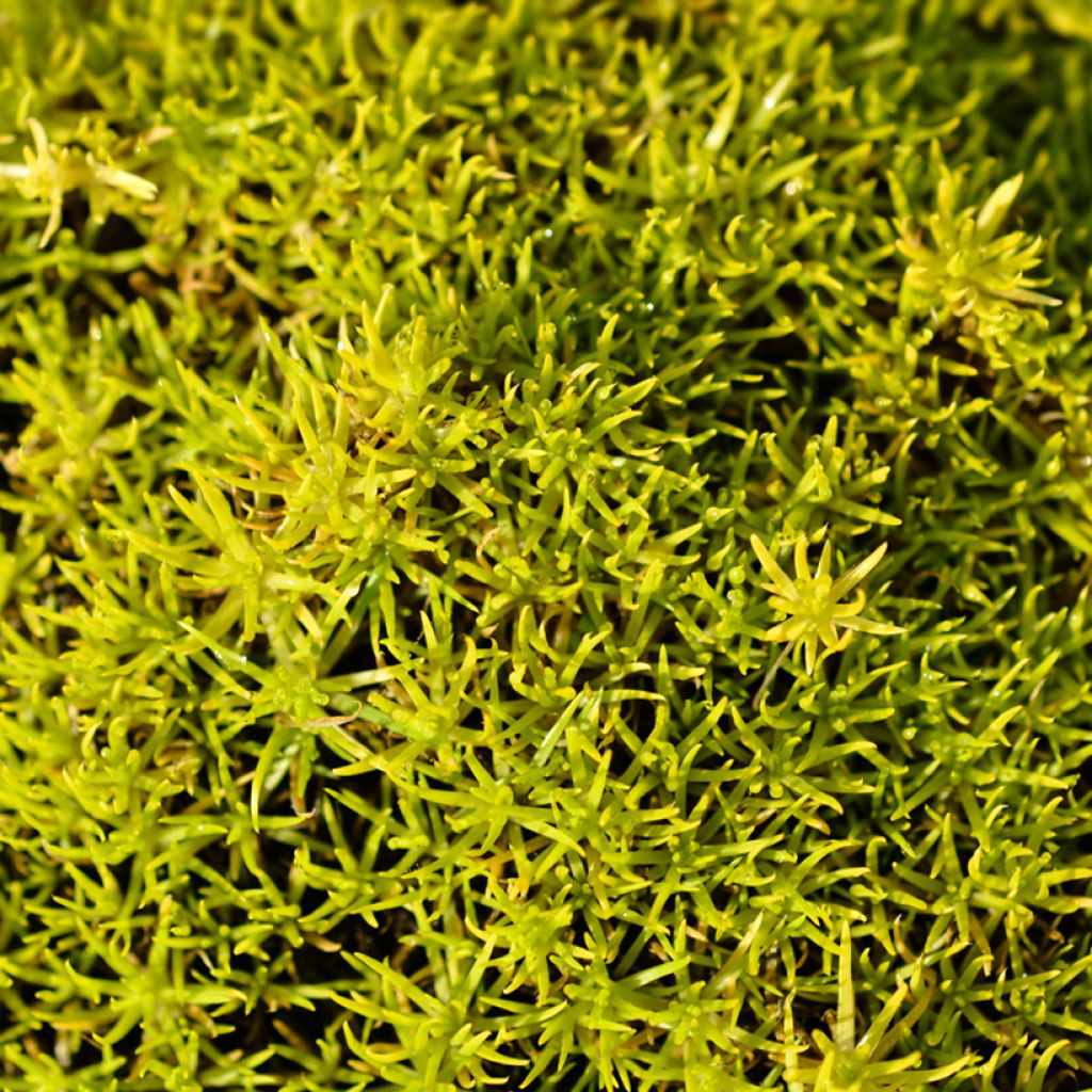 Polkuhaarikko Aurea