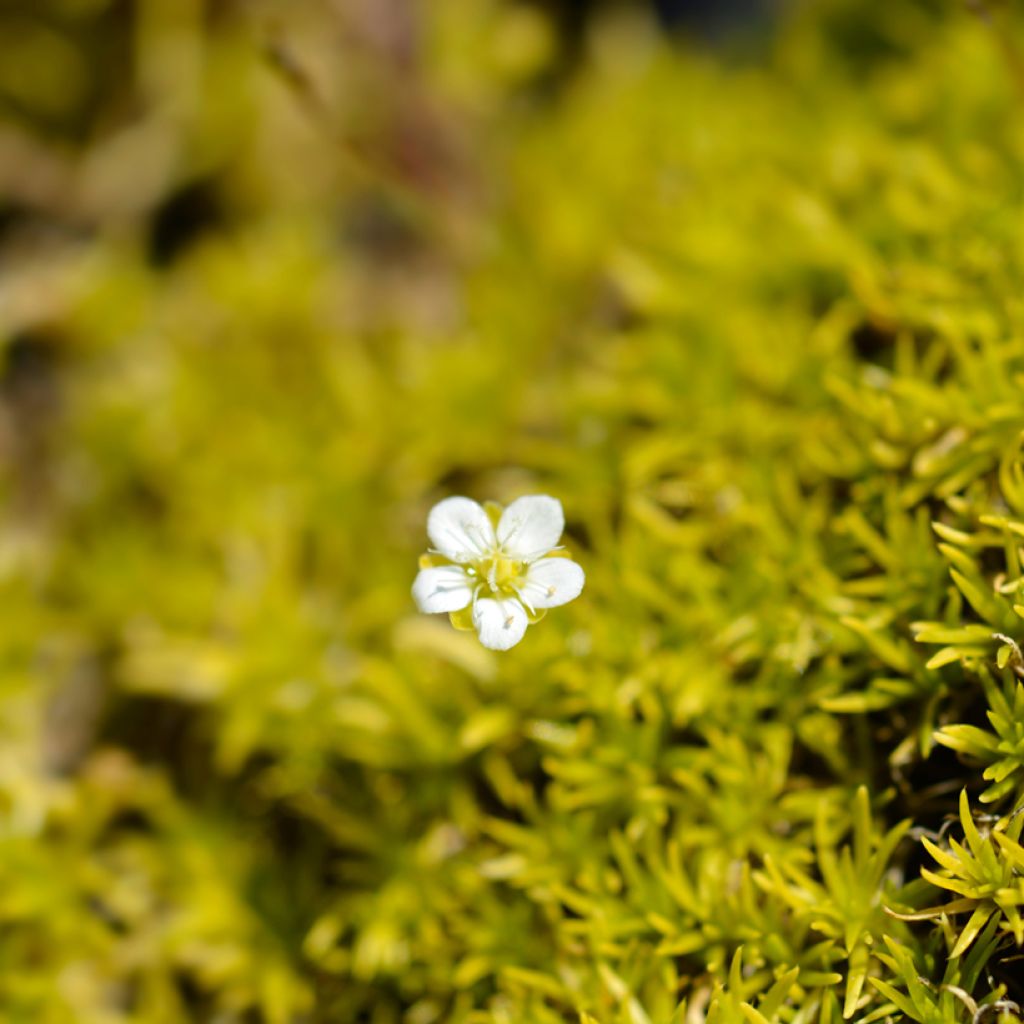 Polkuhaarikko Aurea