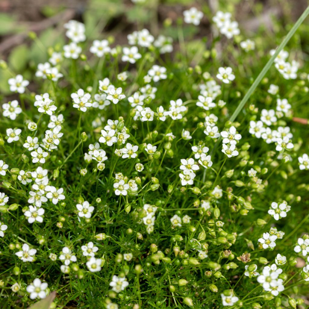 Polkuhaarikko - Sagina subulata