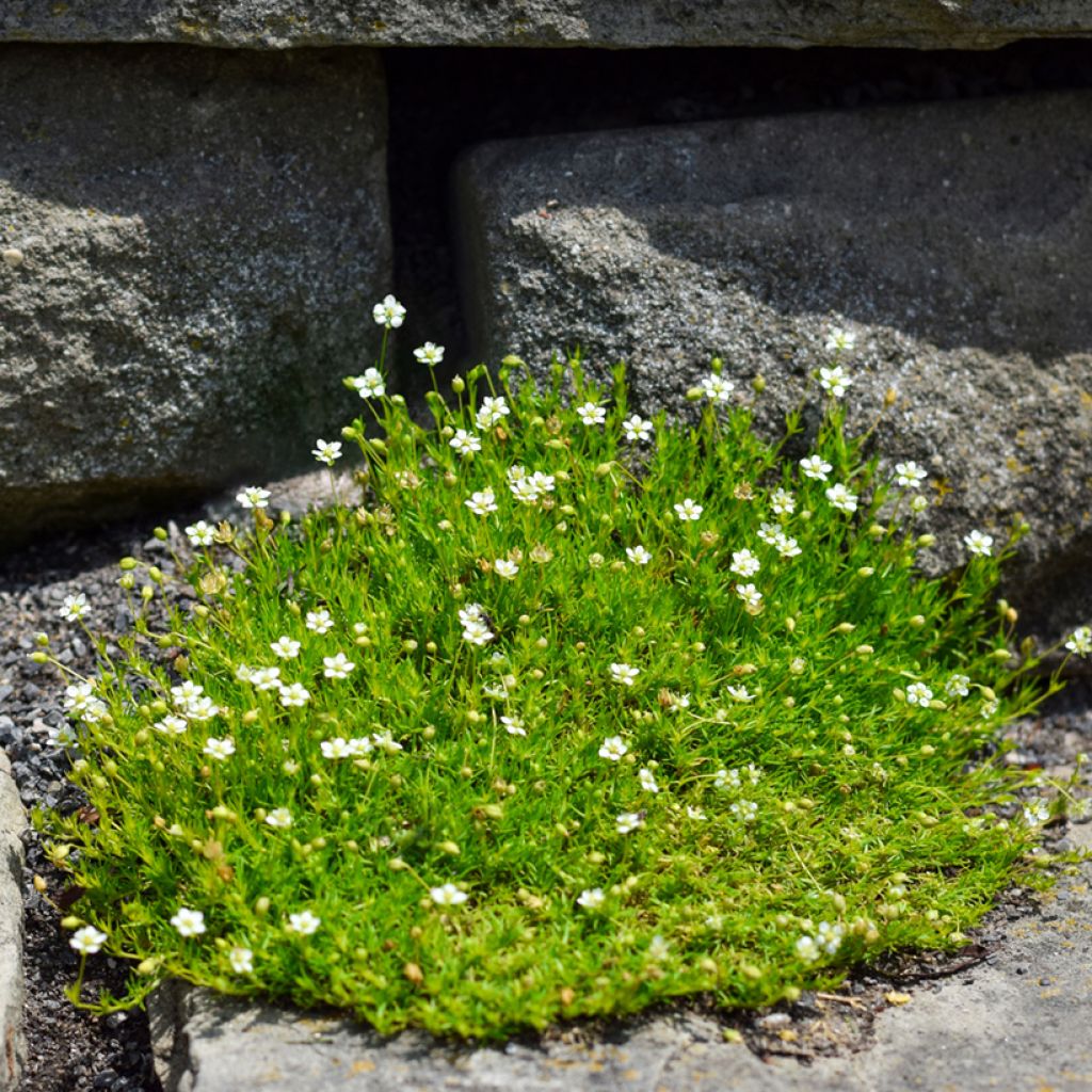 Polkuhaarikko - Sagina subulata