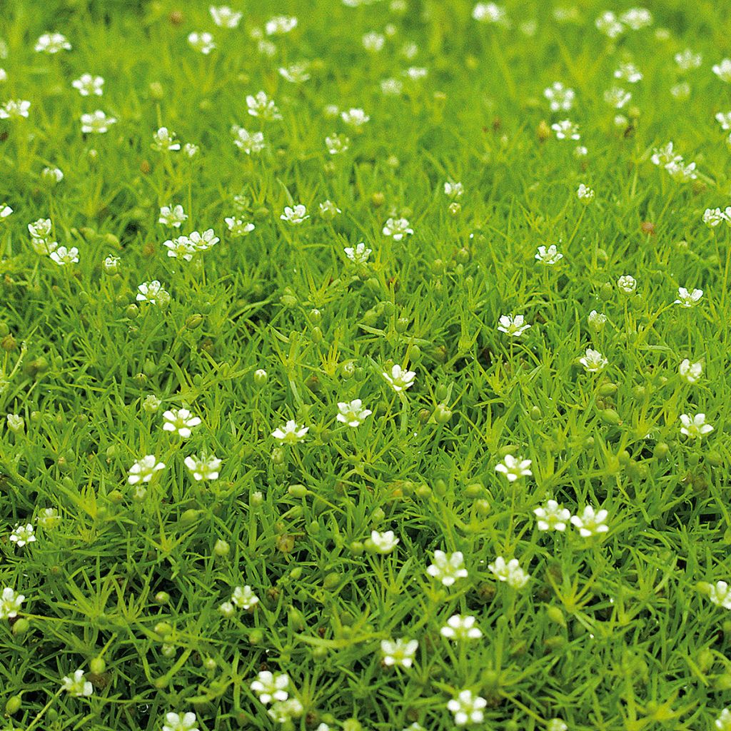 Polkuhaarikko Scottish Moss