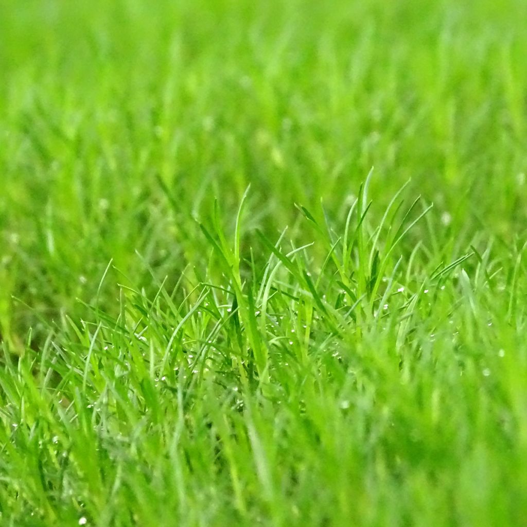 Polkuhaarikko Scottish Moss