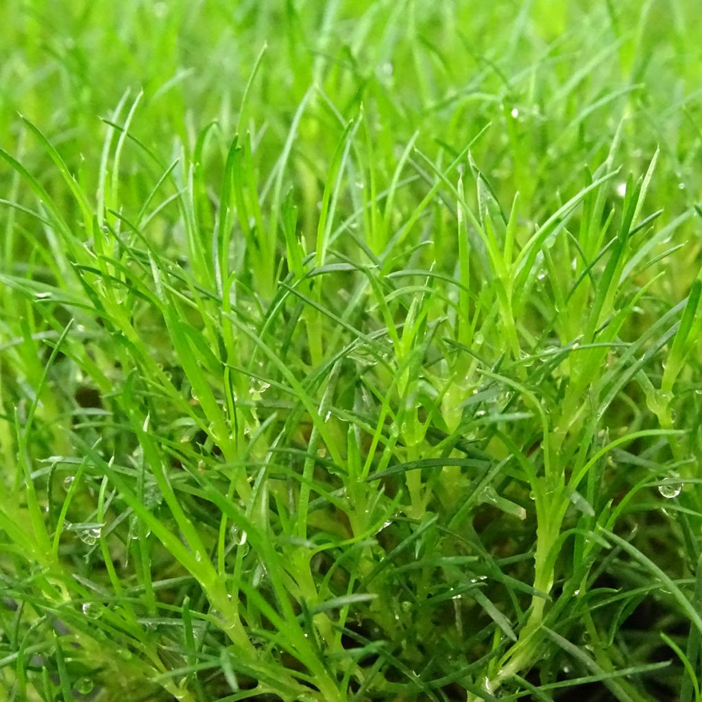 Polkuhaarikko Scottish Moss