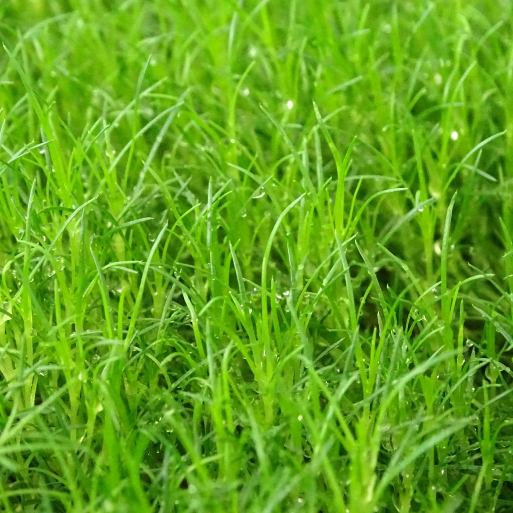 Polkuhaarikko Scottish Moss